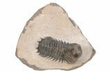Crotalocephalina Trilobite - Atchana, Morocco #216500-5